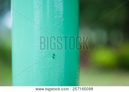 Two Black Ants Moving Up And Down On The Steel Post While Touching Their Antenna For Communication