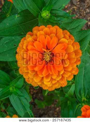 Colorful Beautiful Flowers Of Zinnia In The City Park.