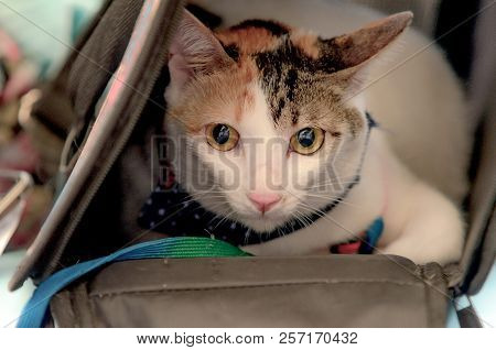 Beautiful Tricolor Domestic Cat In The Bag.