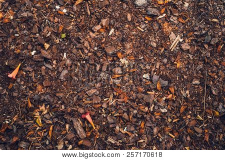 Dried Flowers, Tree Bark And Stones, Close View