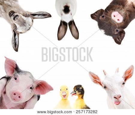 Portrait Of A Group Of Cute Farm Animals, Isolated On White Background