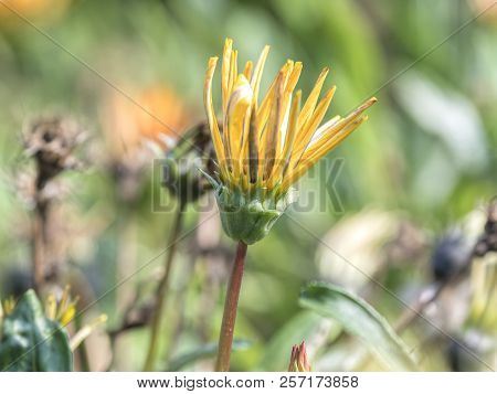 Garzania Flower In Bloom In The Garden In Spring