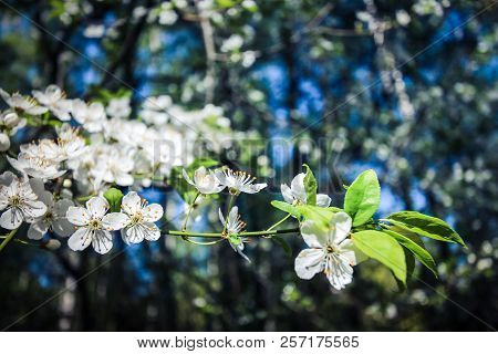 The Rays Of The Sun Penetrate Through The Spring Foliage. Spring Flowers Blossom. Blurred Background