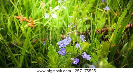 Veronica Chamaedrys- Gentle Blue Flowers Look At Us From The Depths Of The Grass.
