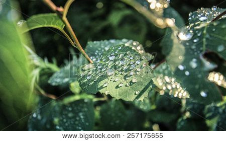 Drops Of Dew Covered The Dark Green Leaves Of The Plant Like Beads.
