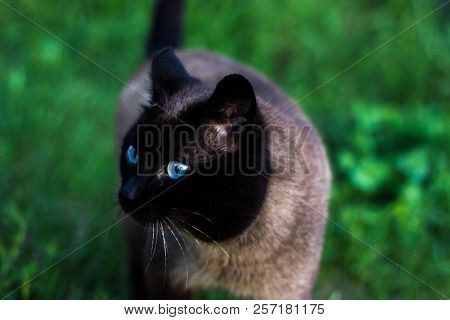 Gray Cat For A Walk In The Village