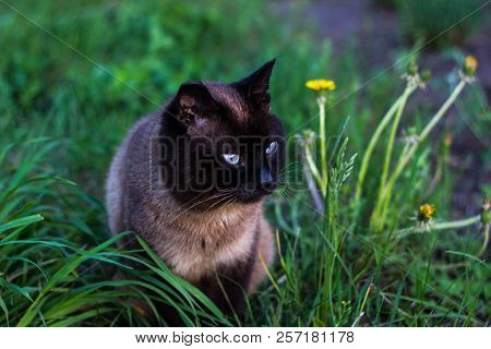 Gray Cat For A Walk On The Green Grass
