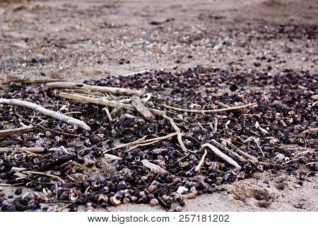 Sea Shells On The Beach Pile Of Logs
