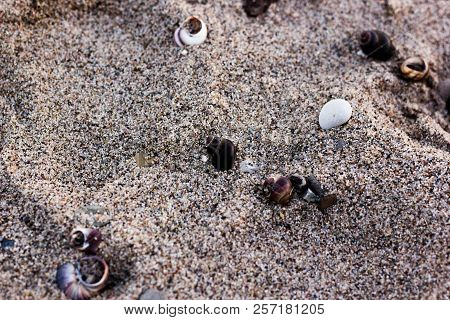 Sea Shells On The Beach Sand Texture