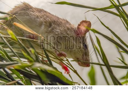 Low Angle Shot Of A Mouse Climbing Between Some Stipes