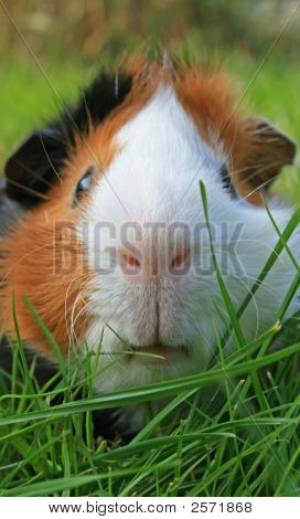 Cavia gezicht