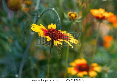 Beautiful Bright Yellow Flower Rudbeckia On  Blooming Green Meadow