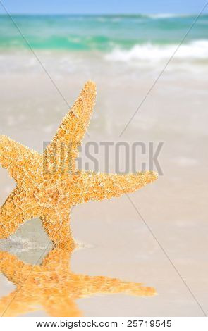 ปลาดาวสวย โดย tidepool บนชายหาดทะเลที่สวยงามในระยะ
