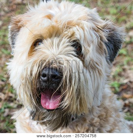A Shaggy Dog I Met While Walking In Bluffton, South Carolina.