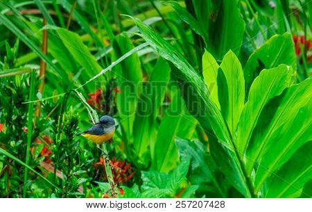 Animal Life Male Little Spiderhunter Bird  Looking Background