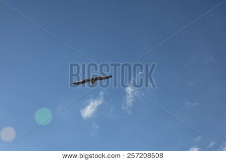 Blue Sky And White Clouds, Seagulls Flying Freely And Freely On The Vast Infinite Sky, Seagull Scene