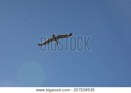 Blue Sky And White Clouds, Seagulls Flying Freely And Freely On The Vast Infinite Sky, Seagull Scene