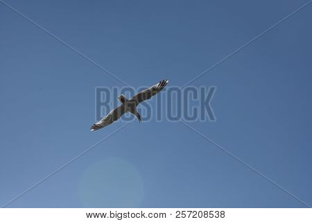Blue Sky And White Clouds, Seagulls Flying Freely And Freely On The Vast Infinite Sky, Seagull Scene