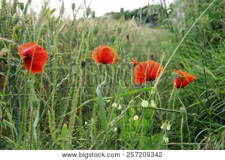 Red Poppy Flowers On The Field Of Wheat Summertime