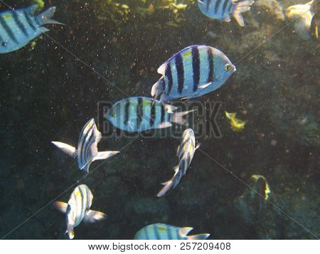 Tropical Exotic Fish Abudefduf Sexfaciatus Moving Over The Reef Underwater Of Red Sea