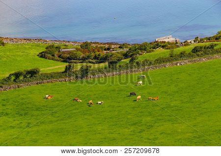 Farms With Cows And Horses In Burren Way Trail With Galway Bay