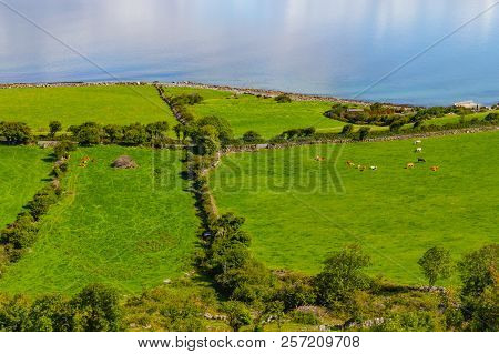 Farms With Cows And Horses In Burren Way Trail With Galway Bay