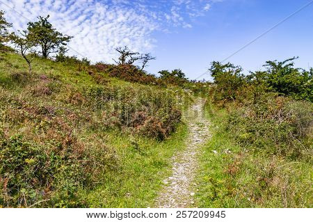 Vegetation In Burren Way Trail, Ballyvaughan