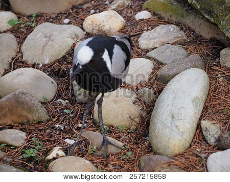 Blacksmith Lapwing (scientific Name: Vanellus Armatus), Also Known As Blacksmith Plover