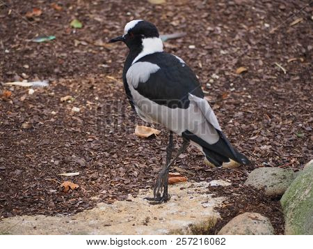 Blacksmith Lapwing (scientific Name: Vanellus Armatus), Also Known As Blacksmith Plover
