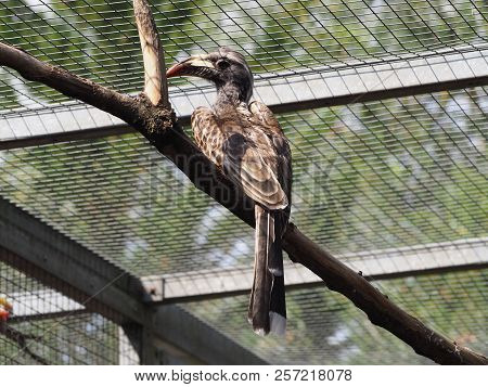 Photography Of An African Grey Hornbill (scientific Name: Lophoceros Nasutus)