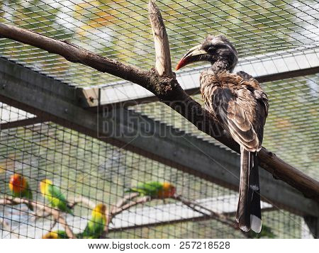Photography Of An African Grey Hornbill (scientific Name: Lophoceros Nasutus)