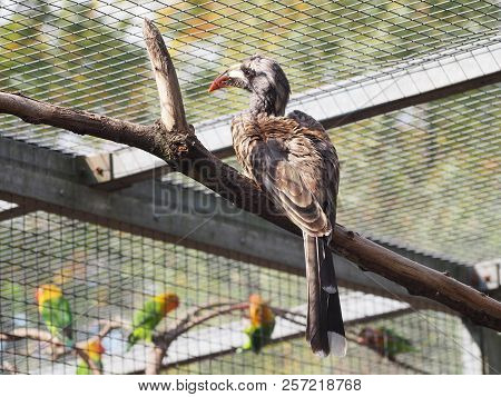 Photography Of An African Grey Hornbill (scientific Name: Lophoceros Nasutus)