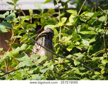 Photography Of An African Grey Hornbill (scientific Name: Lophoceros Nasutus)
