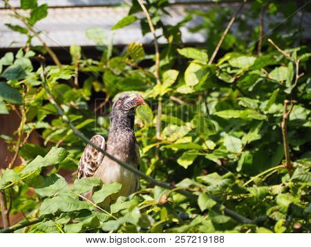 Photography Of An African Grey Hornbill (scientific Name: Lophoceros Nasutus)