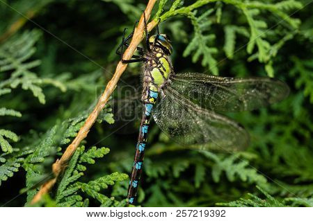 The Hawker Aeshna Cyanea Is Very Colourful Dragonfly