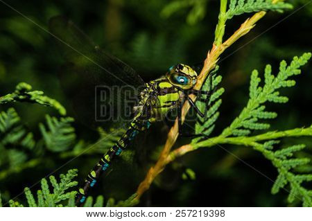 The Hawker Aeshna Cyanea Is Very Colourful Dragonfly