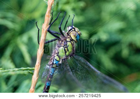 The Hawker Aeshna Cyanea Is Very Colourful Dragonfly