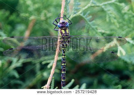 The Hawker Aeshna Cyanea Is Very Colourful Dragonfly