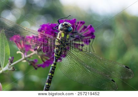 The Hawker Aeshna Cyanea Is Very Colourful Dragonfly