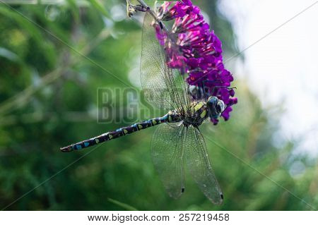 The Hawker Aeshna Cyanea Is Very Colourful Dragonfly
