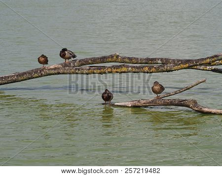 Photography Of Some Ducks On A Tree Branch Above Water