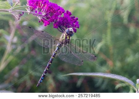 The Hawker Aeshna Cyanea Is Very Colourful Dragonfly
