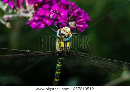The Hawker Aeshna Cyanea Is Very Colourful Dragonfly