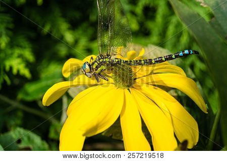 The Hawker Aeshna Cyanea Is Very Colourful Dragonfly