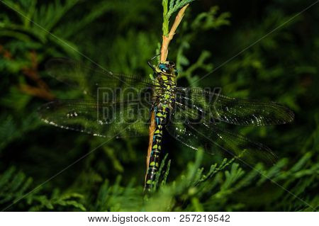 The Hawker Aeshna Cyanea Is Very Colourful Dragonfly