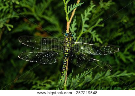 The Hawker Aeshna Cyanea Is Very Colourful Dragonfly