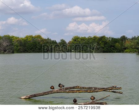 Photography Of Some Ducks On A Tree Branch Above Water