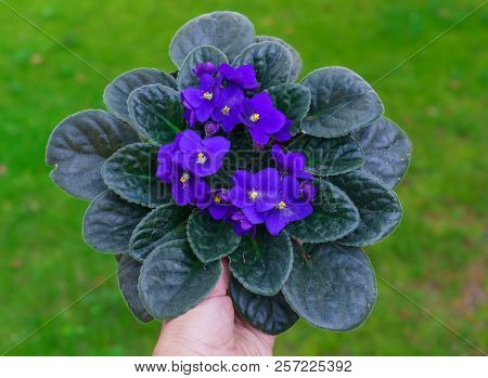 Purple African Violet In A Flowerpot On A Background Of Green Grass