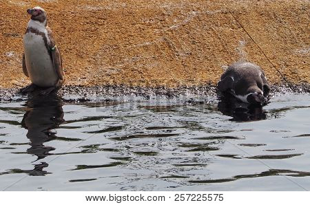 Humboldt Penguin (scientific Name: Spheniscus Humboldti), Also Known As Chilean Penguin, Peruvian Pe