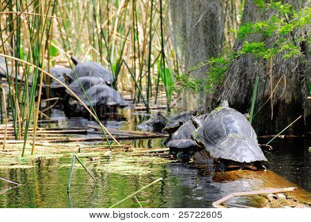 Sorban a teknősök a log-in marsh